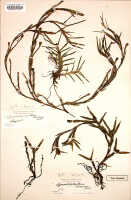 Agrostophyllum superpositum: Agrostophyllum curvum Ridl., syntype specimen (BM), mounted upside down