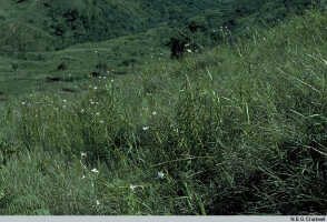 Arundina graminifolia: Arundina graminifolia (D.Don) Hochr., in situ, photo N.E.G. Cruttwell, based on Cruttwell (7/84, PNG, Agaun)