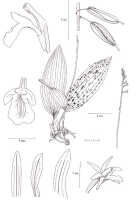 Collabium carinatum: Collabium carinatum de Vogel, from Orchid Monogr. 8 (1997) fig. 73, drawing A. Schuiteman and E.F. de Vogel, based on Reeve 703 (plant) and Reeve 3494 (all other parts)