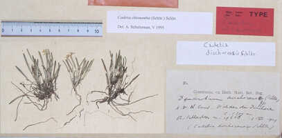 Dendrobium chionanthum: Dendrobium chionanthum Schltr. (as Cadetia dischorensis Schltr.), type specimen: Schlechter 19666 (iso L)
