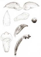 Glomera uniflora: Glomera uniflora J.J.Sm., drawing J.J. Smith, from Janowsky 127
