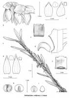 Bulbophyllum colliferum: Bulbophyllum colliferum J.J.Sm., Orchid Monogr. 7 (1993) 126, fig. 81, pl. 4 b, J.J. Vermeulen, drawing, plant habit and flower analysis, based on a-c, e-i Reeve 615 (); d Rees & Reeve 147 ()
