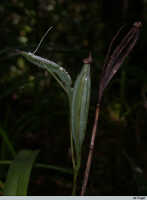 Cymbidium ensifolium subsp. haematodes: Cymbidium ensifolium (L.) Sw. subsp. haematodes (Lindl.) Du Puy & P.J.Cribb ex Govaerts, fruit, photo E.F. de Vogel