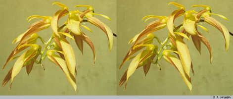 Bulbophyllum chloranthum: Bulbophyllum chloranthum Schltr., inflorescence, photo P. Jongejan, collection Royal Botanic Gardens, Kew, Reese & Reeve, cult. Jongejan 366 366