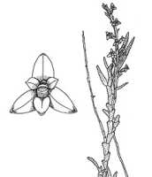 Octarrhena cordata: Octarrhena cordata P.Royen, drawing P. van Royen in Alp. Fl. New Guinea 2 (1979) 728, fig. 251, modified