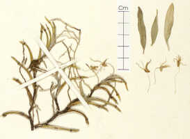 Dendrobium stelliferum: Dendrobium stelliferum J.J.Sm., detail of isosyntype specimen: Thomsen 805 (L)