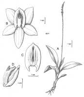 Crepidium wappeanum: Crepidium wappeanum (J.J.Sm.) Szlach. (as Pseudoliparis wappeana (J.J.Sm.) Marg.). Drawing by Szlachetko in Ann. Bot. Fennici 40 (2003) 64 ('wapeana')