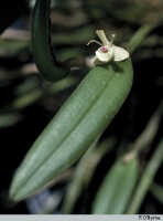 Dendrobium umbellatum: Dendrobium umbellatum (Gaudich.) Rchb.f., habit, photo P. O'Byrne, based on O'Byrne C180