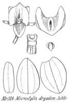 Crepidium dryadum: Crepidium dryadum (Schltr.) Szlach. (as Microstylis dryadum Schltr.), drawing R. Schlechter in Repert. Spec. Nov. Regni Veg. Beih. 21 (1923) t. 48, fig. 164