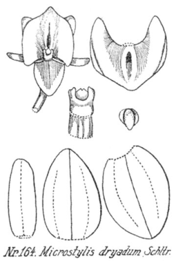 Crepidium dryadum