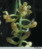 Robiquetia wariana: Robiquetia wariana (Schltr.) Kocyan & Schuit., inflorescence, photo P. O'Byrne, based on O'Byrne M250