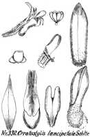 Ceratostylis lancipetala: Ceratostylis lancipetala Schltr., from Repert. Spec. Nov. Regni Veg. Beih. 21 (1923) t. 90, fig. 332