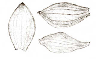 Calanthe triplicata: Calanthe engleriana Kraenzl., drawing J.J. Smith, from Pulle 238