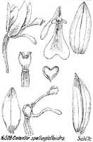 Calanthe spathoglottoides: Calanthe spathoglottoides Schltr., from Repert. Spec. Nov. Regni Veg. Beih. 21 (1923) t. 135, fig. 508