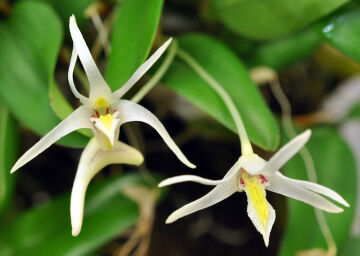 Dendrobium novobritannicum