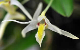 Dendrobium novobritannicum: Dendrobium novobritannicum de Vogel, plant habit. photo Ed de Vogel in De Vogel, van Vugt & Hoogendijk, Malesian Orchid Journal 22 (2018) 106, fig 27, from Leiden cult. 20080720