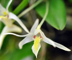 Dendrobium novobritannicum: Dendrobium novobritannicum de Vogel,flower, front view, photo Ed de Vogel, from Leiden cult. 20080720