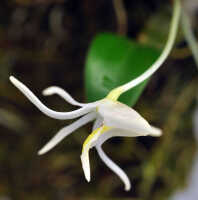 Dendrobium novobritannicum: Dendrobium novobritannicum de Vogel,flower, lateral view, photo Ed de Vogel, from Leiden cult. 20080720