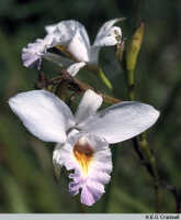 Arundina graminifolia: Arundina graminifolia (D.Don) Hochr., flowers, photo N.E.G. Cruttwell, based on Cruttwell (7/84, PNG, Agaun)