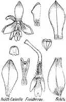 Calanthe finisterrae: Calanthe finisterrae Schltr., from Repert. Spec. Nov. Regni Veg. Beih. 21 (1923) t. 134, fig. 505