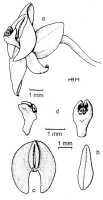 Crepidium tubulosum: Crepidium tubulosum (J.J.Sm.) Szlach. (as Pseudoliparis tubulosa (J.J.Sm.) Szlach. & Marg.). Drawing by Szlachetko in Adansonia 21 (1999) 277