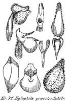 Hylophila gracilis: Hylophila gracilis Schltr., from Repert. Spec. Nov. Regni Veg. Beih. 21 (1923) t. 24, fig. 77