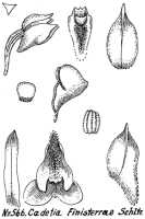 Dendrobium obreniforme: Dendrobium obreniforme Schuit. & Peter B.Adams (as Cadetia finisterrae Schltr.), drawing R. Schlechter in Repert. Spec. Nov. Regni Veg. Beih. 21 (1923) t. 151, fig. 566