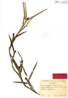 Agrostophyllum superpositum: Agrostophyllum superpositum Schltr., herbarium sheet, Schlechter 19534, isotype specimen (BO), mounted upside down