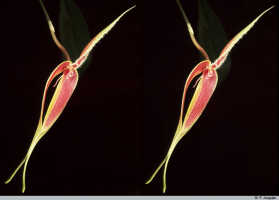 Bulbophyllum maxillare: Bulbophyllum maxillare (Lindl.) Rchb.f., flower, lateral view, photo P. Jongejan, collection Royal Botanic Gardens, Kew, cult. P. Jongejan 598
