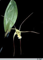 Dendrobium mekynosepalum: Dendrobium mekynosepalum Schltr., flower, photo B. Kieft, based on Leiden cult. 32079