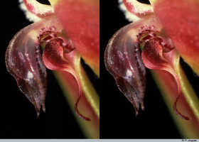 Bulbophyllum maxillare: Bulbophyllum maxillare (Lindl.) Rchb.f., flower detail, centre of flower, lateral view, photo P. Jongejan, collection Royal Botanic Gardens, Kew, Leiden cult. 20220