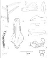 Podochilus klossii: Podochilus klossii Ormerod, drawing by Paul Ormerod, in Checkl. Papuasian Orch. (2017) 394, 493 (fig.).
