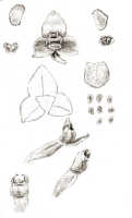 Octarrhena lorentzii: Octarrhena lorentzii J.J.Sm., as Chitonanthera lorentzii (J.J.Sm.) J.J.Sm., floral analysis, drawing J.J. Smith, based on von Römer 1338