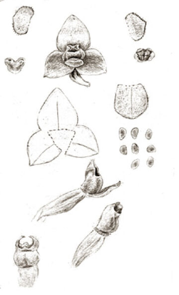 Octarrhena lorentzii