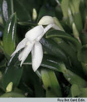 Dendrobium lactiflorum: overview of Dendrobium lactiflorum (Schltr.) J.J.Sm.