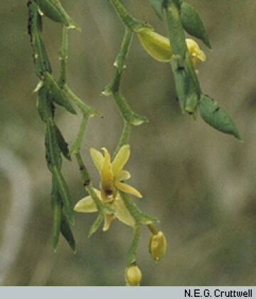 Octarrhena purpureiocellata