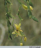 Octarrhena purpureiocellata: Octarrhena purpureiocellata P.Royen, habit, photo N.E.G. Cruttwell, August 1984, PNG, Mt. Wilhelm (plant held upside-down?)