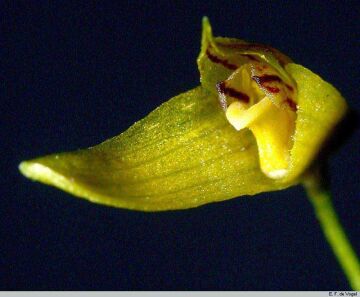 Bulbophyllum gramineum