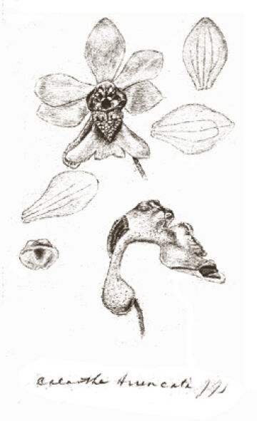 Calanthe truncata