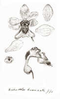 Calanthe truncata: Calanthe truncata J.J.Sm., drawing J.J. Smith, from Gjellerup 887