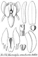 Crepidium oreocharis: Crepidium oreocharis (Schltr.) Szlach. (as Microstylis oreocharis Schltr.), drawing R. Schlechter in Repert. Spec. Nov. Regni Veg. Beih. 21 (1923) t. 50, fig. 172