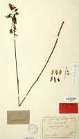 Spathoglottis elobulata: Spathoglottis elobulata J.J.Sm., herbarium sheet, Bogor cult. s.n. (syntype specimen L, probably)