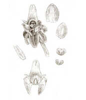 Crepidium productum: overview picture