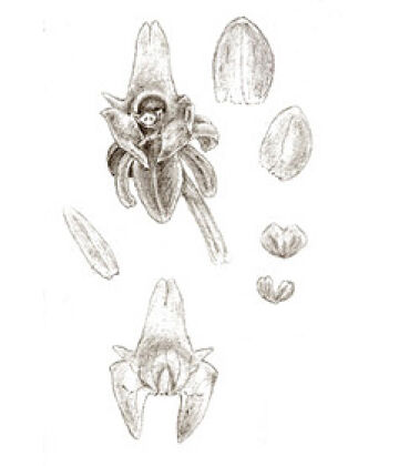 Crepidium productum