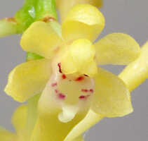 Robiquetia palustris: Robiquetia palustris (J.J.Sm.) Kocyan & Schuit. centre of flower, oblique front view, photo Ed de Vogel, from PNG, Morobe Prov., Middle Ramu River, Leiden cult. 20110795 (De Vogel & Raka).