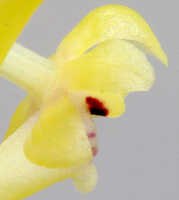 Robiquetia palustris: Robiquetia palustris (J.J.Sm.) Kocyan & Schuit. centre of flower, lateral view, photo Ed de Vogel, from PNG, Morobe Prov., Middle Ramu River, Leiden cult. 20110795 (De Vogel & Raka).