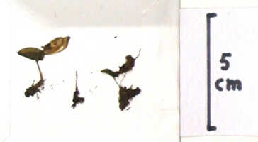 Corybas calliferus: Corysanthes callifera J.J.Sm., detail of herbarium sheet, Versteeg 1328, isotype specimen (BO)