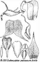 Bulbophyllum codonanthum: Codonosiphon papuanum Schltr., floral analysis, R. Schlechter in Repert. Spec. Nov. Regni Veg. Beih. 21 (1928) t. 312, fig. 1201