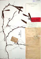 Mediocalcar versteegii: Mediocalcar versteegii J.J.Sm. subsp. versteegii (as Mediocalcar doctersii J.J.Sm.), herbarium sheet, Docters van Leeuwen 10616 (isotype specimen BO)