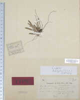 Dendrobium ledifolium: Dendrobium ledifolium J.J.Sm. , type specimen: Docters van Leeuwen 10197 (syn L)
